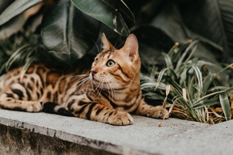 Mèo Bengal