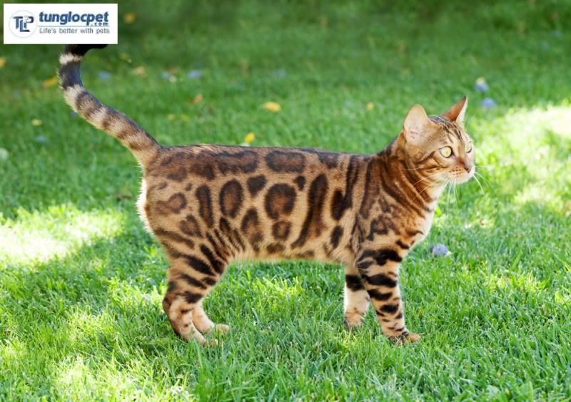 Mèo Bengal