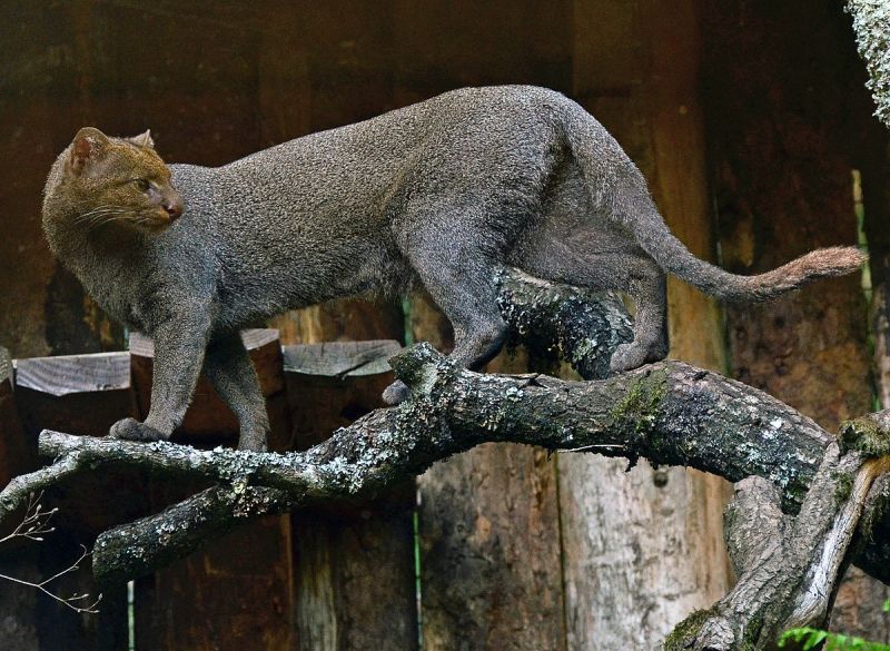 Mèo cây Châu Mỹ