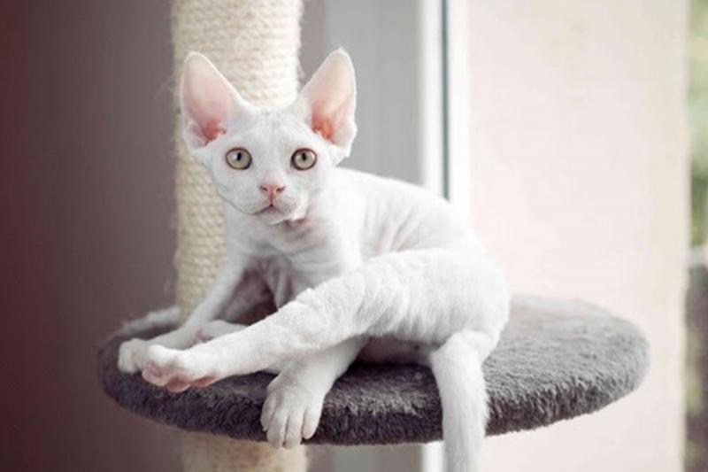 Mèo Cornish Rex