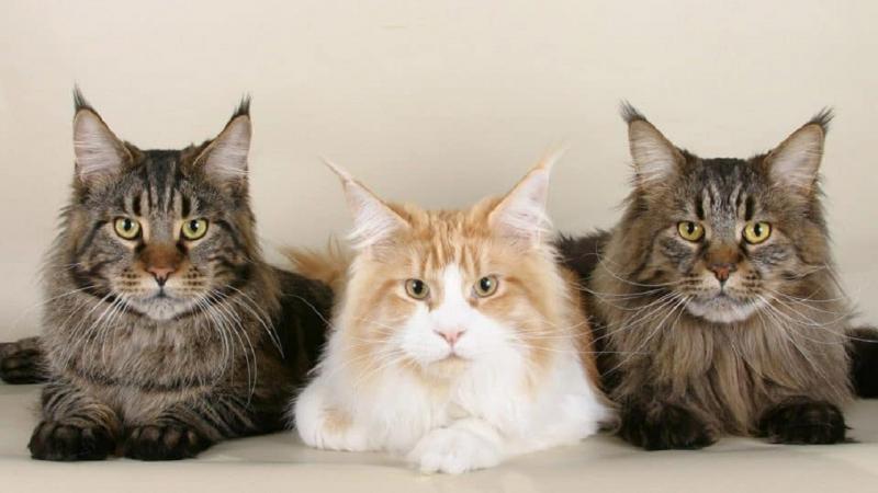 Maine Coon được coi là giống mèo huyền thoại cổ xưa nhất Bắc Mỹ