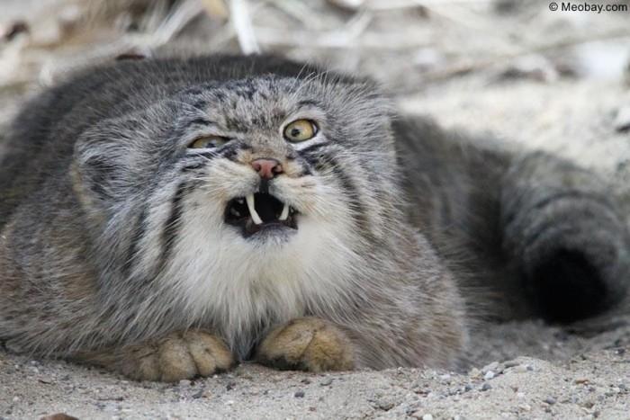 Mèo Manul