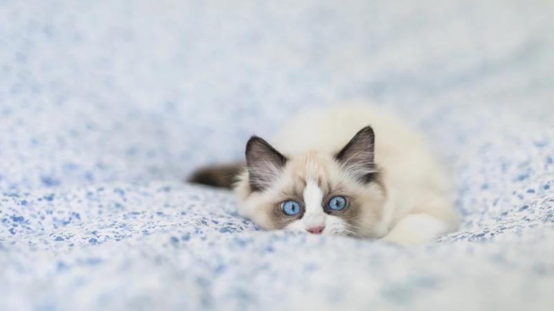 Mèo Ragdoll còn có tên gọi khác là Ragamuffin