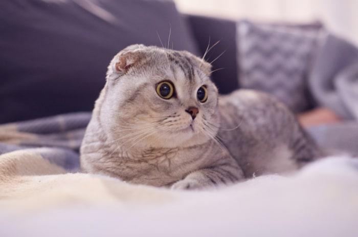 Mèo Scottish Fold tai cụp