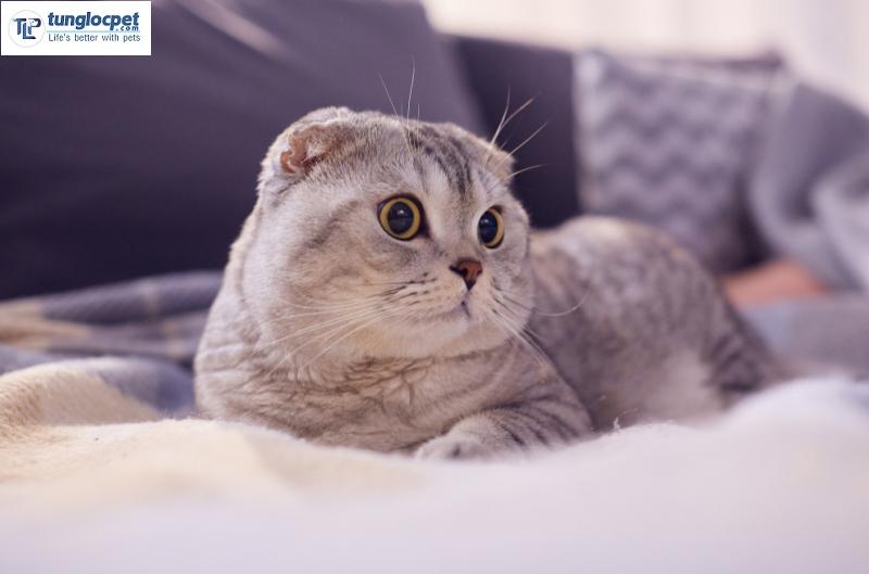 Mèo Scottish tai cụp (Scottish Fold)