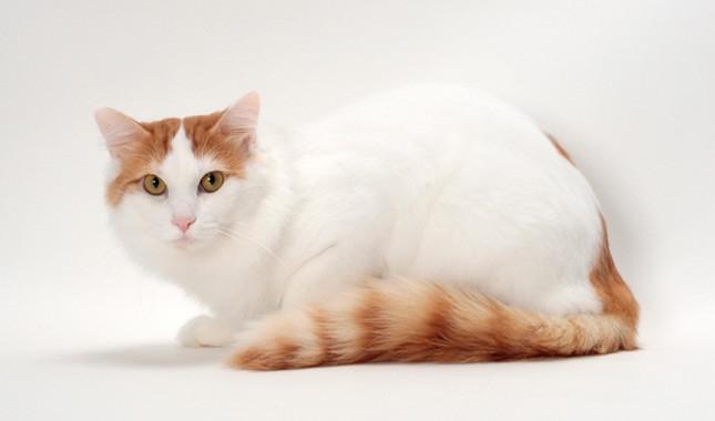 Turkish Van với bộ lông đặc trưng