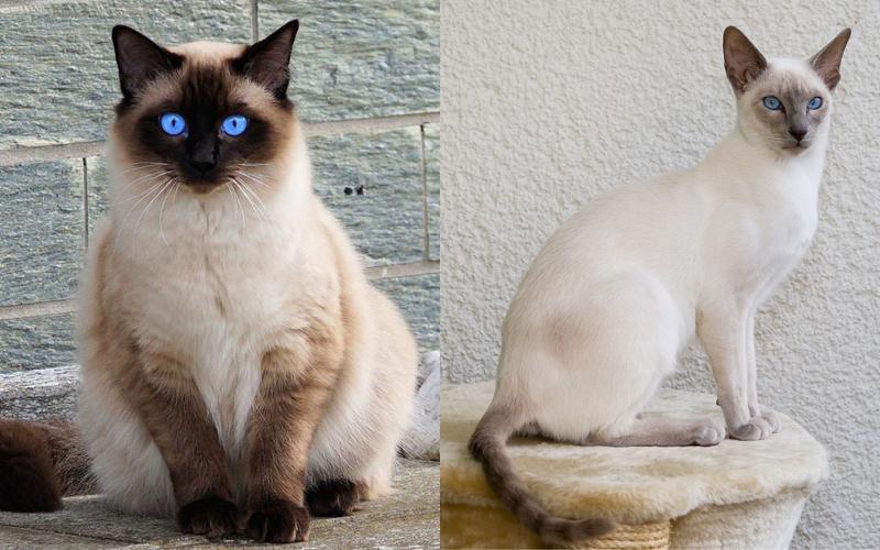 Đôi mắt xanh biếc của mèo Xiêm