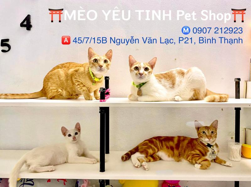 MÈO YÊU TINH Pet Shop