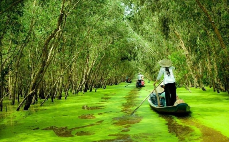 Melaleuca forest in the floating season