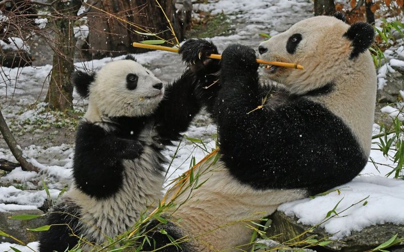 Hai chú gấu đùa ngịch trong tuyết