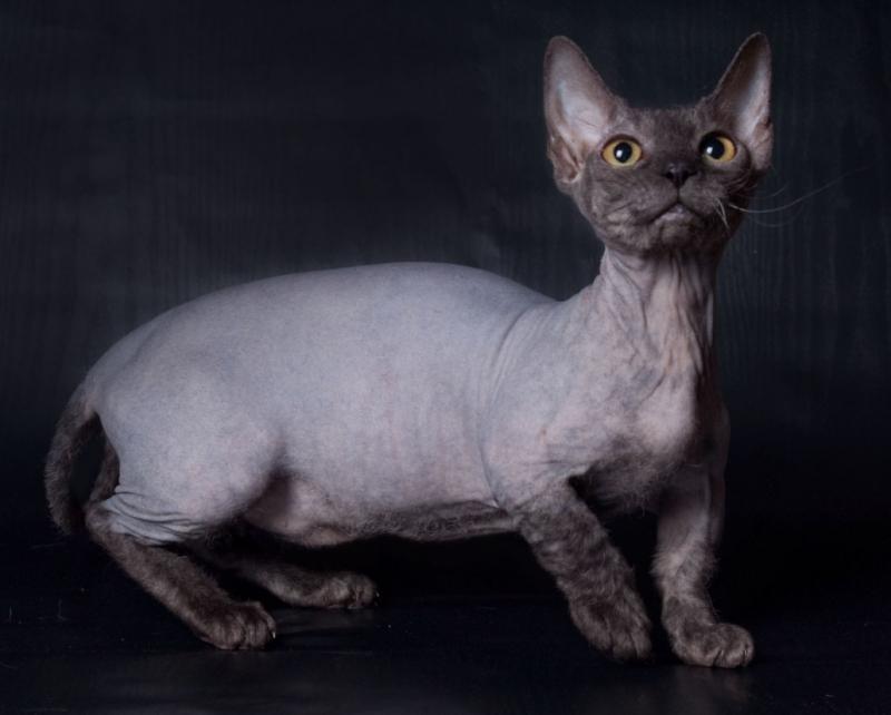 Minskin là một giống mèo mới được lai tạo trong thời gian gần đây