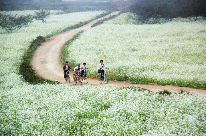 Những cánh đồng hoa cải trắng trãi dài khắp chân núi