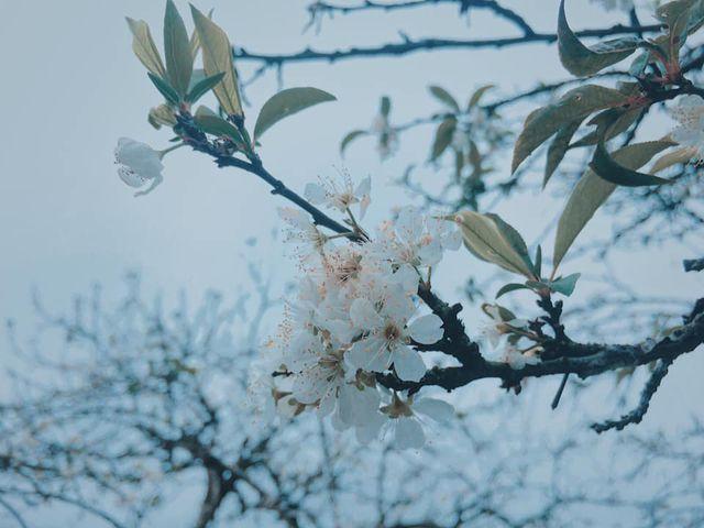 Bông hoa mận trắng muốt khoe mình giữa trời tháng 3