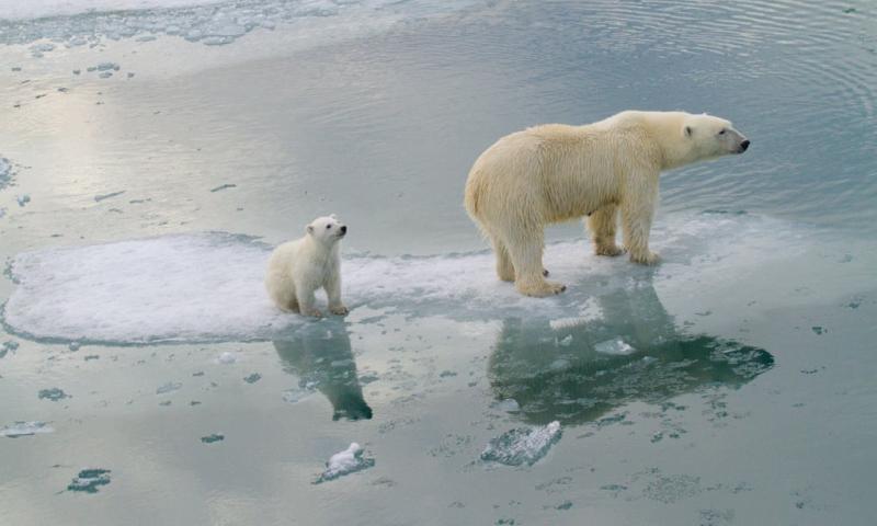 Mối quan hệ giữa gấu Bắc Cực và con người