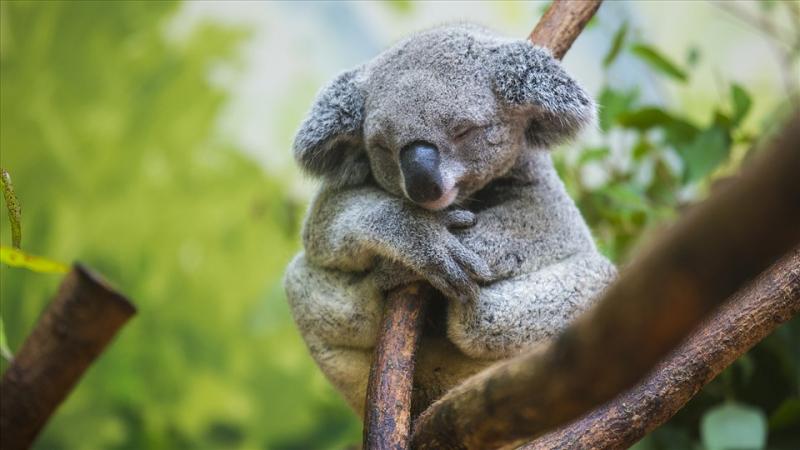 Môi trường sống của gấu Koala