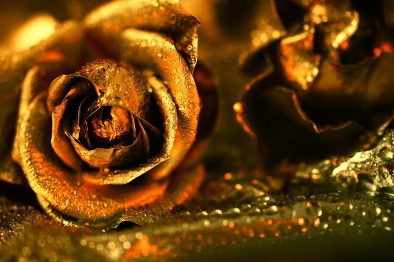 Hoa hồng mạ vàng