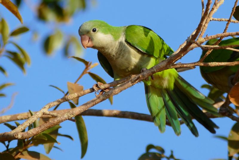 Monk Parakeet