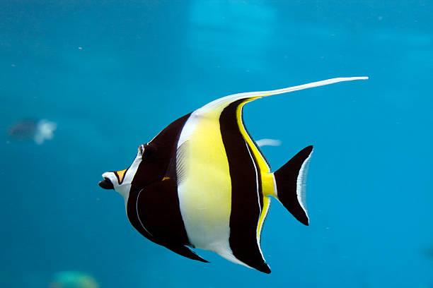 Top 10 Loài Cá Đẹp Nhất Thế Giới - Toplist.Vn
