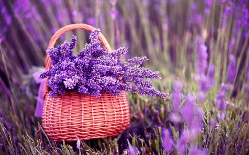 Hoa lavender khô - món quà Valentine tuyệt vời nhất cho những ai yêu xa