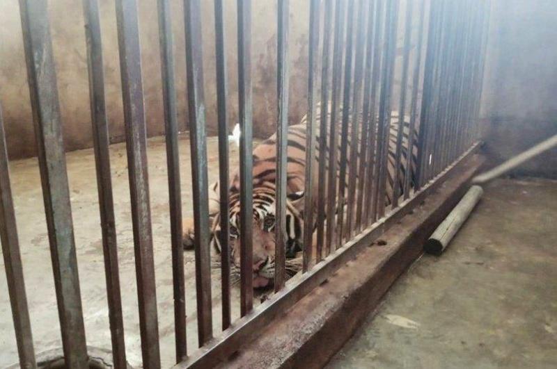 Một con hổ bị nuôi nhốt (PLO)