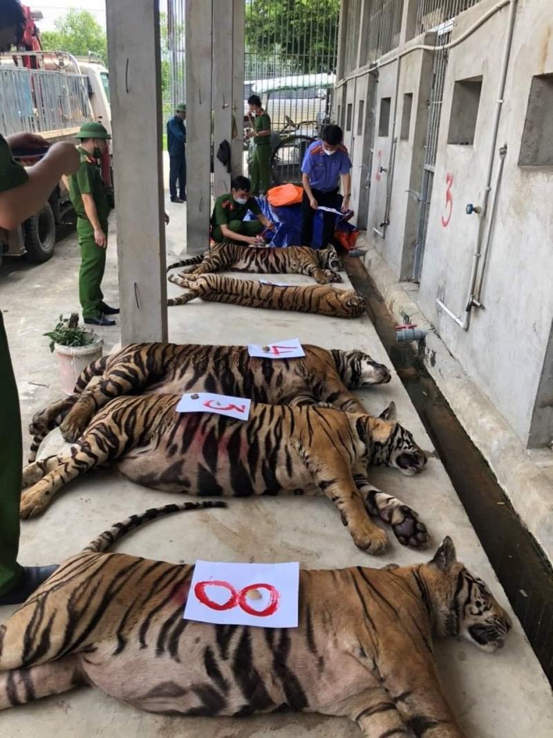 Cơ quan chức năng kiểm tra số hổ bị thu giữ sau khi hổ đã bị gây mê (PLO)