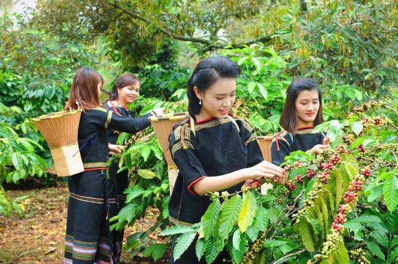 Mùa cà phê Tây Nguyên