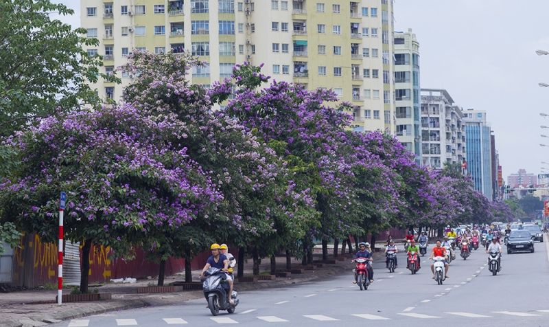 Mùa Hoa bằng lăng