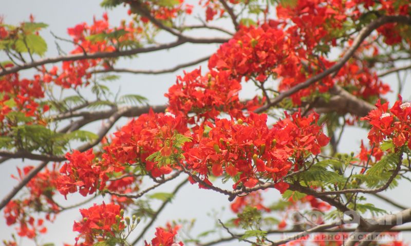 Phượng nở đỏ cả một vùng trời, từng chùm từng chùm như những đốm lửa nhỏ