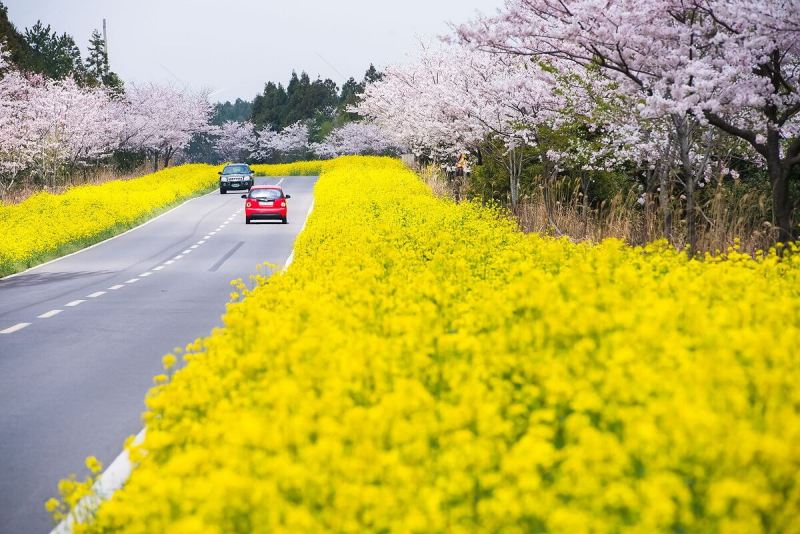 Cải vàng mê mải đồng xa