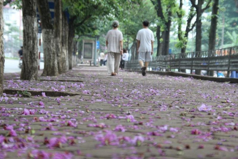 Die Straße ist von Bäumen gesäumt. Der Wind schüttelt die gefallenen lila Blumen auf dem Weg