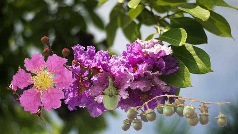 Purple flower season
