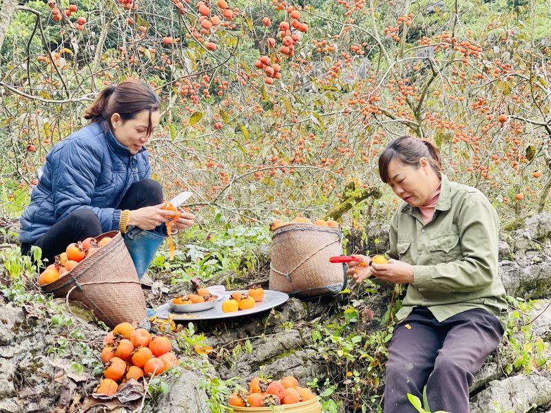 Mùa hồng chín