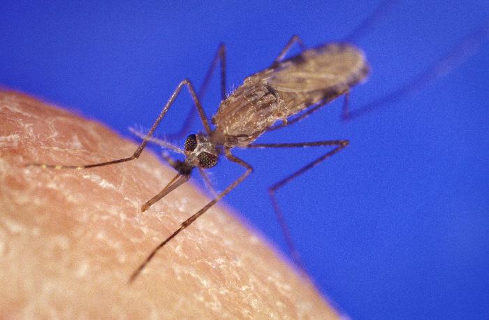Muỗi Anopheles gây nên bệnh sốt rét