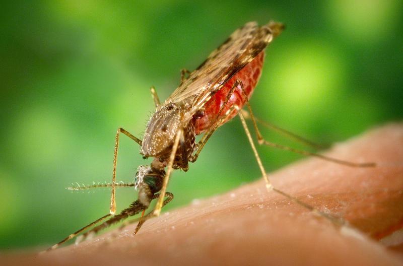 Muỗi anophen gây bệnh sốt rét