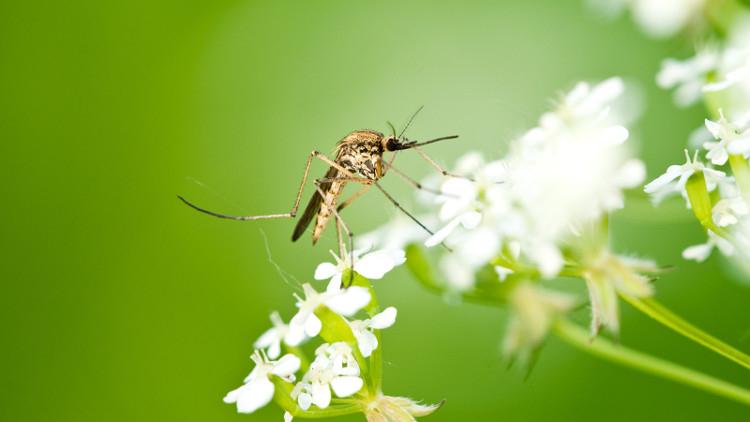 Muỗi có mặt trên Trái đất từ 210 triệu năm trước