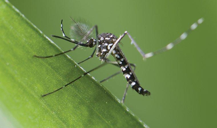Muỗi đực và muỗi cái có tần suất đập cánh nhiều như nhau