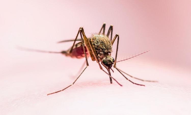 Muỗi là loài động vật nguy hiểm nhất trên trái đất