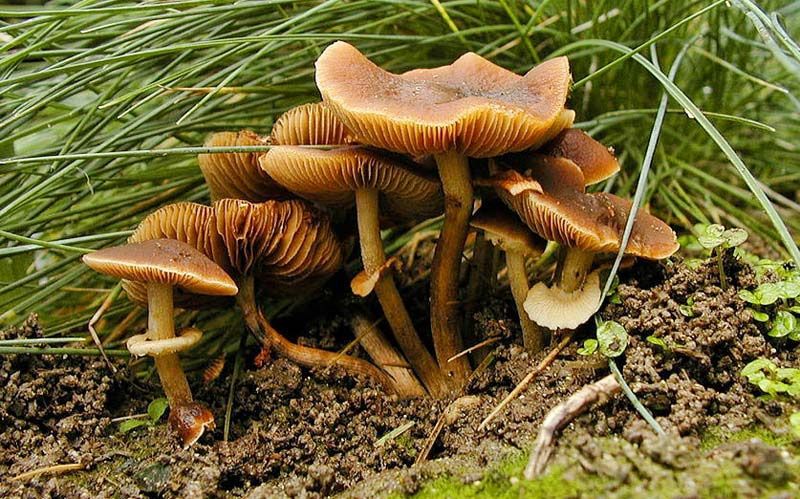 Nấm Conocybe Filaris