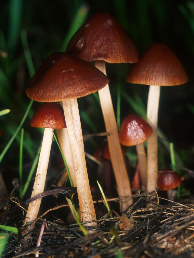 Nấm Conocybe Filaris