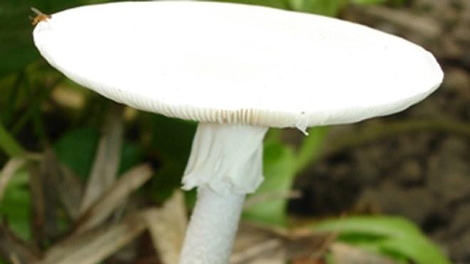 Nấm độc tán trắng (Amanita verna) gây ra tình trạng suy gan, suy thận nặng thậm chí là tử vong