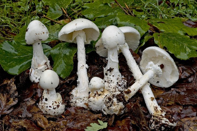 Nấm độc trắng hình nón (Amanita virosa)