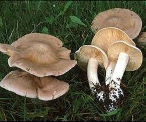 Ăn nấm Entoloma sinuatum sẽ dẫn đến tình trạng hôn mê sâu, thậm chí tử vong