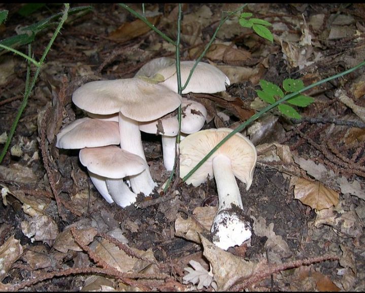 Nấm Entoloma sinuatum