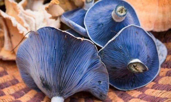 Nấm Lactarius indigo