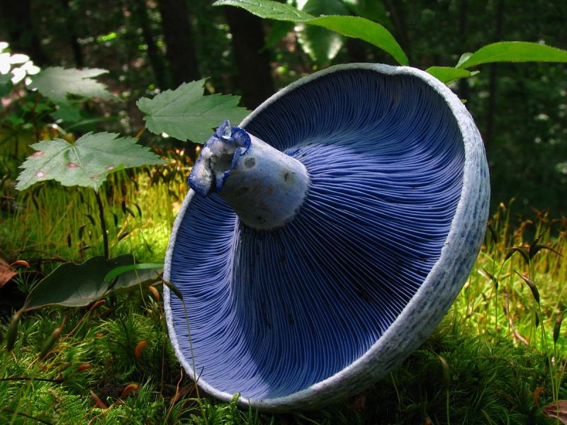 Nấm Lactarius indigo