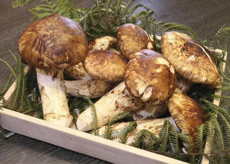 Nấm Matsutake