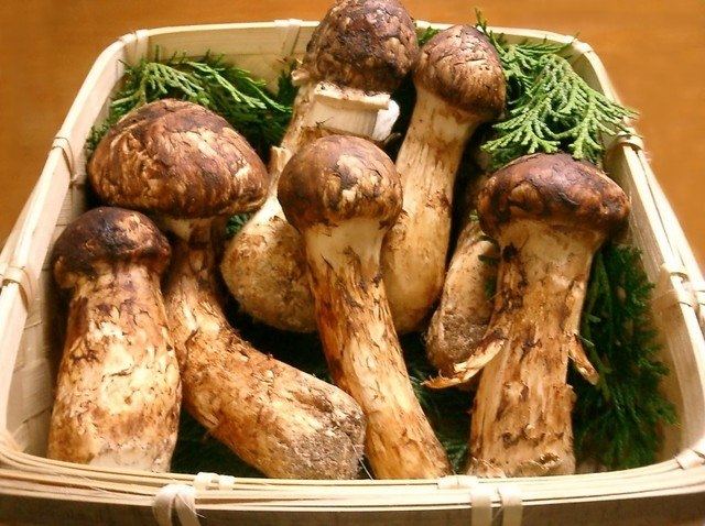 Nấm Matsutake