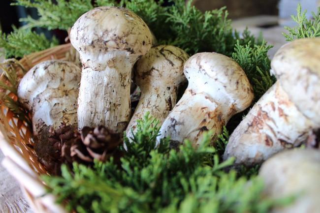 Nấm Matsutake