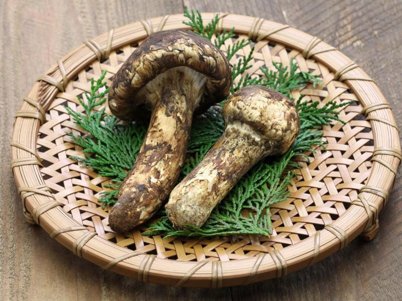 Nấm Matsutake