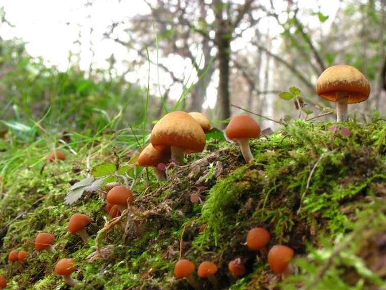 Nấm mũ đầu lâu mùa thu (Autumn Skullcap)